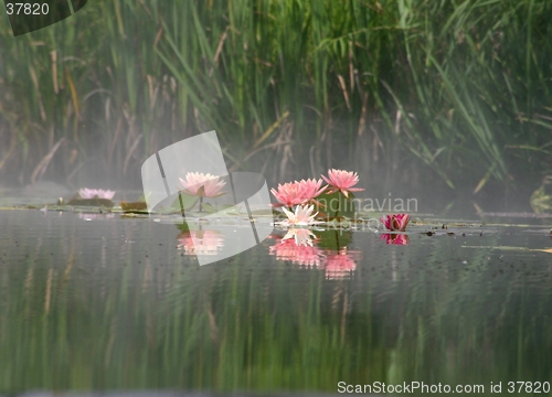 Image of Water Lily