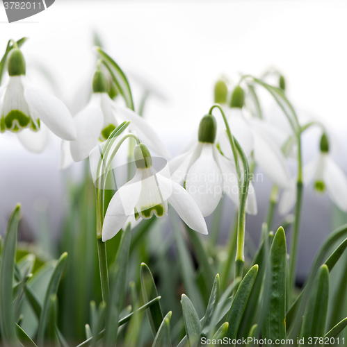 Image of Snowdrop