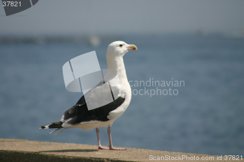 Image of Great Black-Backed Gull