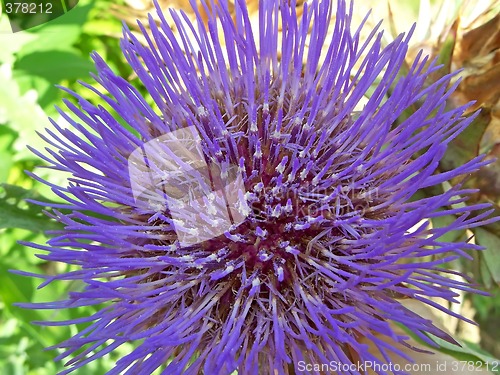 Image of Artichoke in bloom