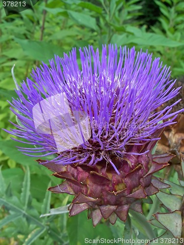 Image of Artichoke