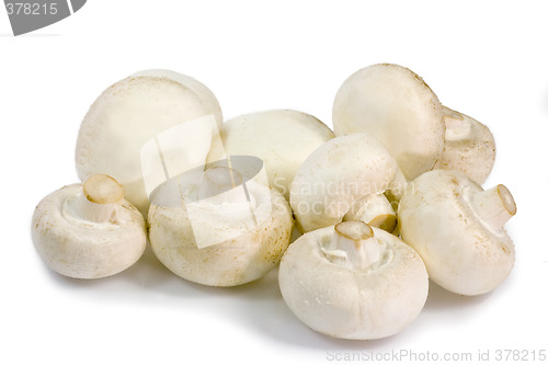 Image of Champignons