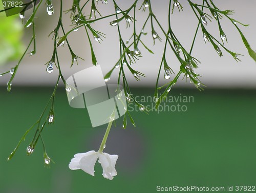 Image of droplets