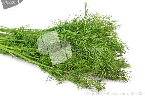 Image of Dill