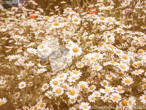 Image of Retro looking Camomile flower
