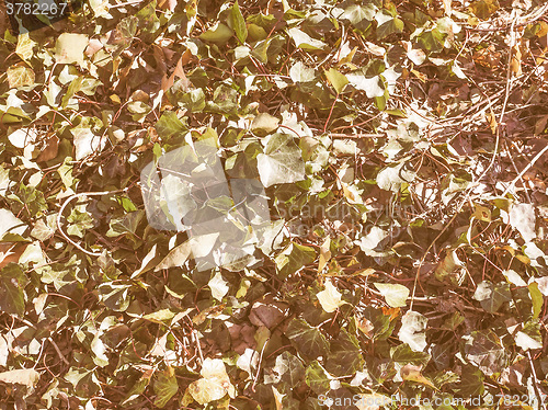 Image of Retro looking Ivy leaf