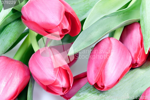 Image of Red tulips