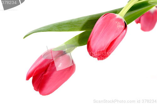 Image of Tulip blooms