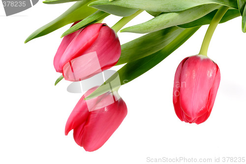 Image of Tulip blossoms