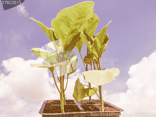 Image of Retro looking Plug aubergine plant