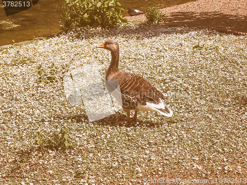 Image of Retro looking Duck bird