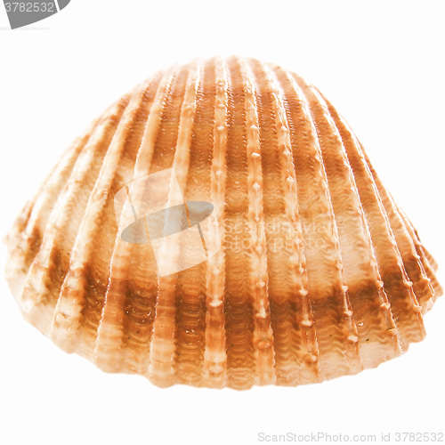 Image of  Shell picture vintage