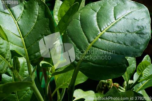 Image of close  up of Nicotiana rustica leaves