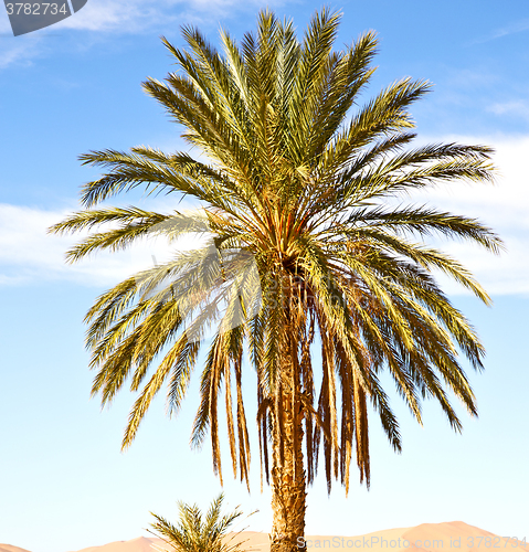 Image of palm in the  desert oasi morocco sahara africa dune