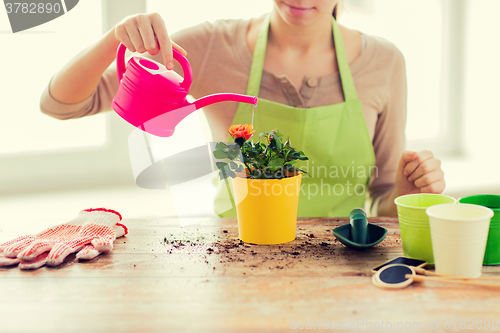 Image of close up of woman hands planting roses in pot