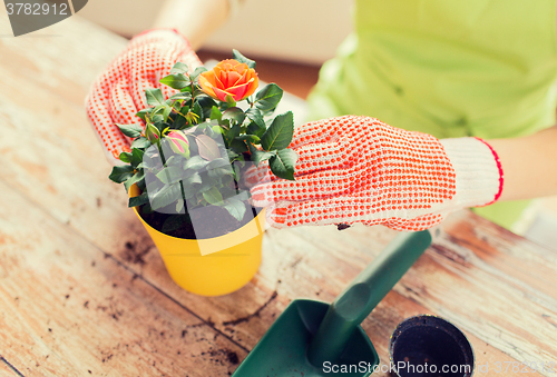 Image of close up of woman hands planting roses in pot