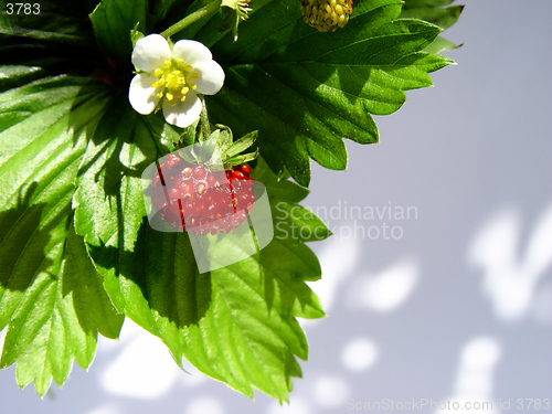 Image of wild strawberry