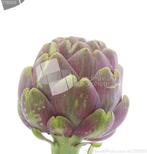 Image of Artichoke