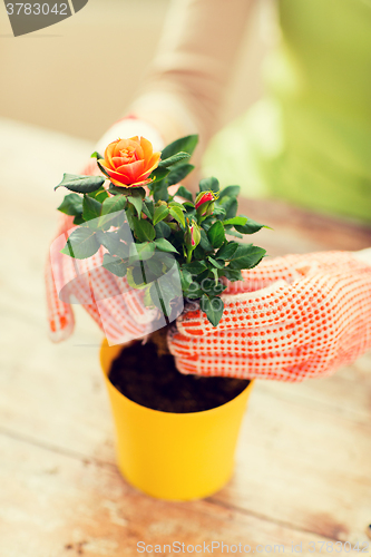 Image of close up of woman hands planting roses in pot