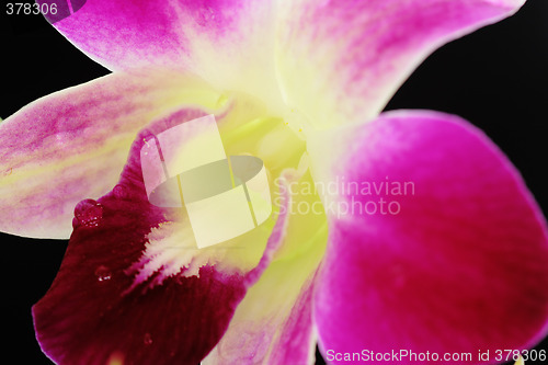 Image of Orchid macro