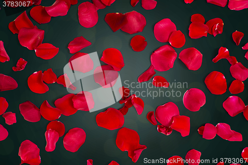 Image of close up of red rose petals over lights background