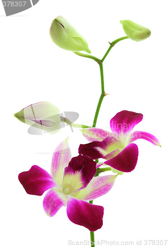 Image of Orchid white