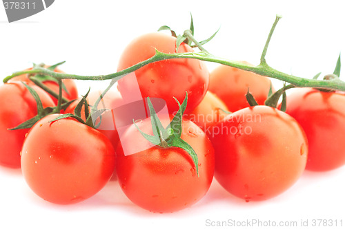 Image of Tomato cherry