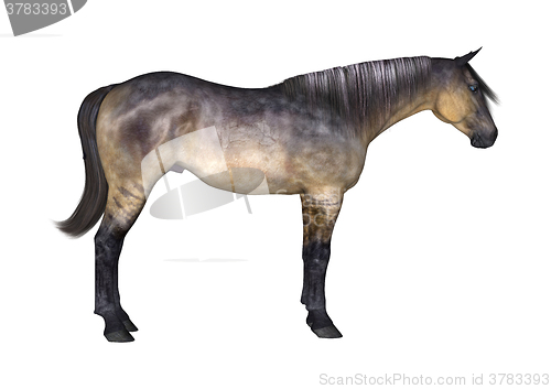 Image of Grulla Horse on White