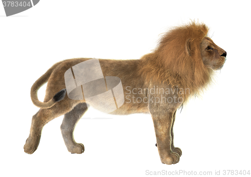 Image of Male Lion on White