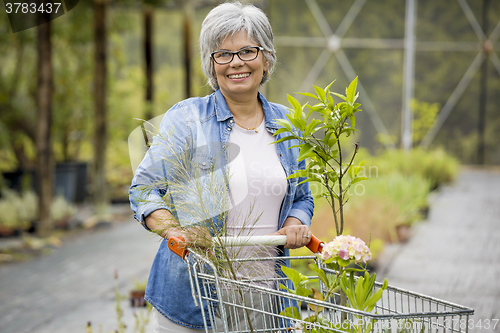 Image of Shopping in a greenhouse