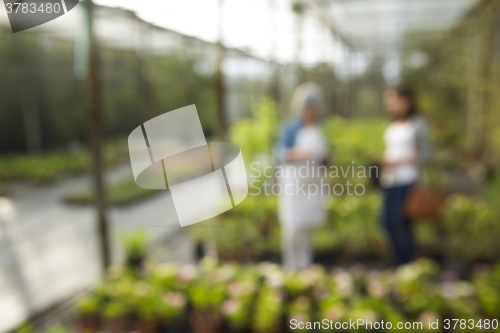 Image of A day in a greenhouse