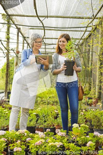 Image of Worker and customer in a green house
