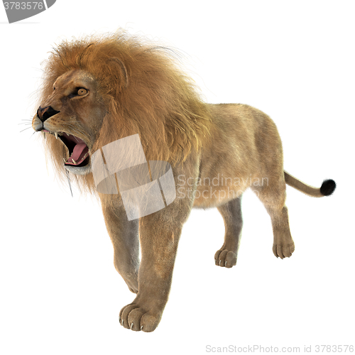 Image of Male Lion on White