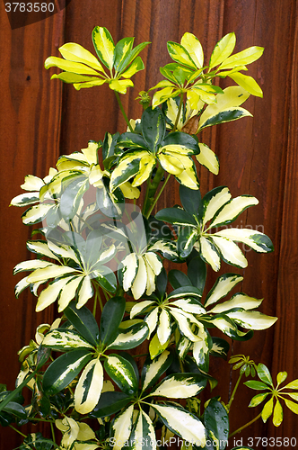 Image of green and yellow umbrella plant