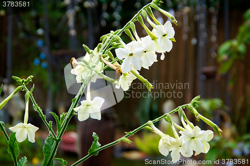 Image of Nicotiana alata flowers in morning