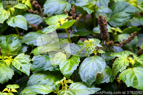 Image of patchouli plant after rain