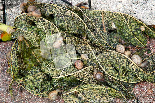 Image of snails on papaya leaf