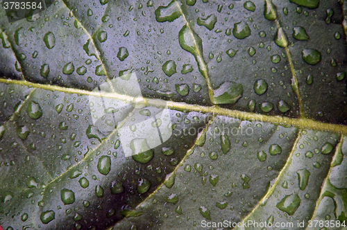Image of Tobacco leaf after rain