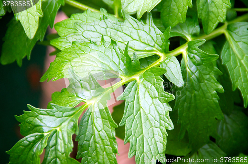 Image of Valerian after rain