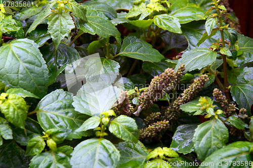 Image of wet patchouly plant