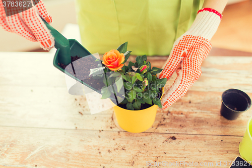 Image of close up of woman hands planting roses in pot