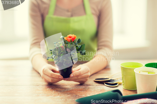 Image of close up of woman hands holding roses bush in pot