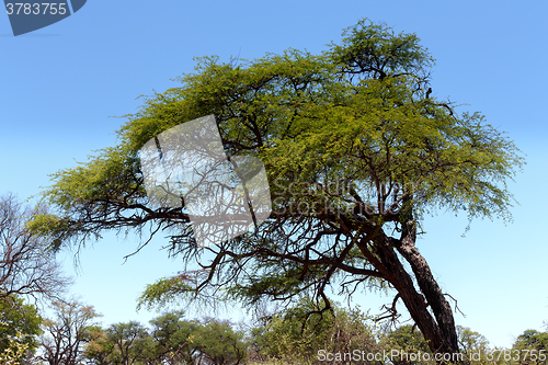 Image of African landscape