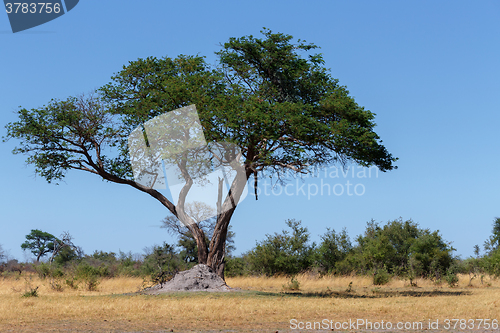 Image of African landscape