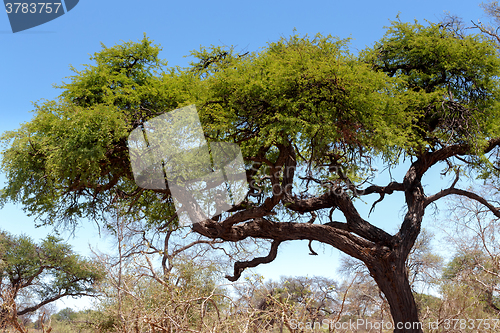 Image of African landscape