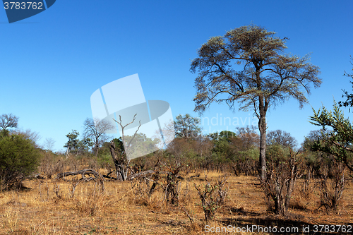 Image of African landscape