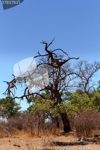 Image of African landscape