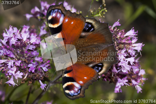 Image of peacock butterfly