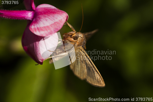 Image of brown moth