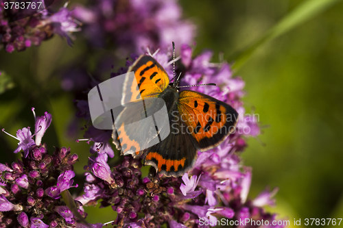 Image of common copper